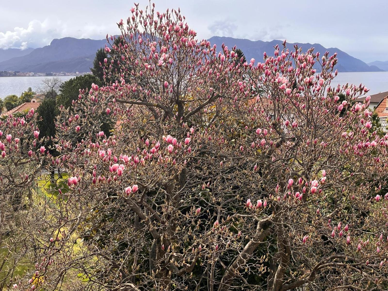 Villa Del Castanar Maccagno 外观 照片